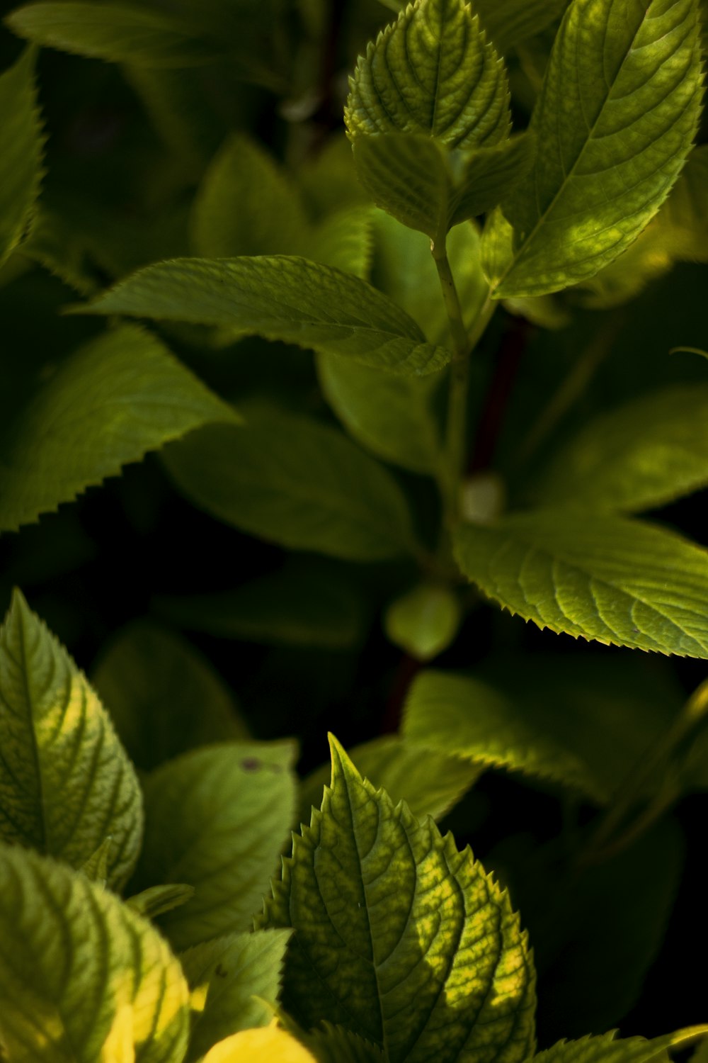 green leaves in close up photography