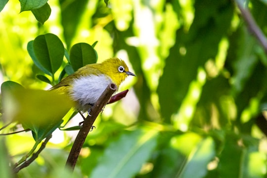 yellow and white bird on tree branch in Pashan India