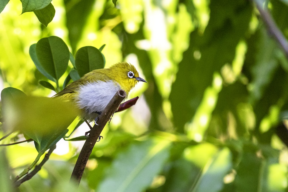 yellow and white bird on tree branch