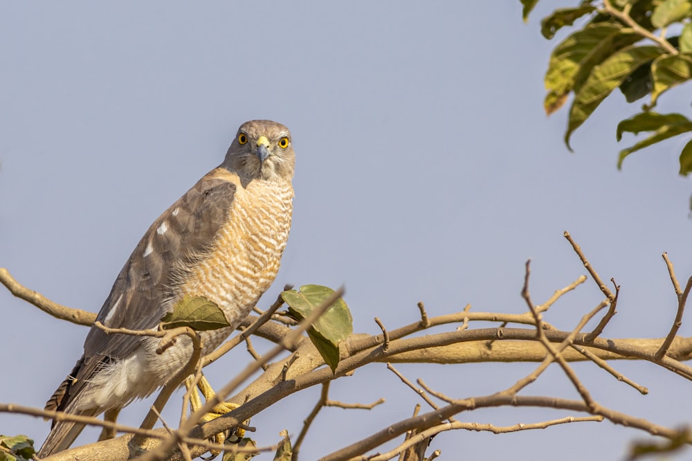 brown and white bird on tree branch