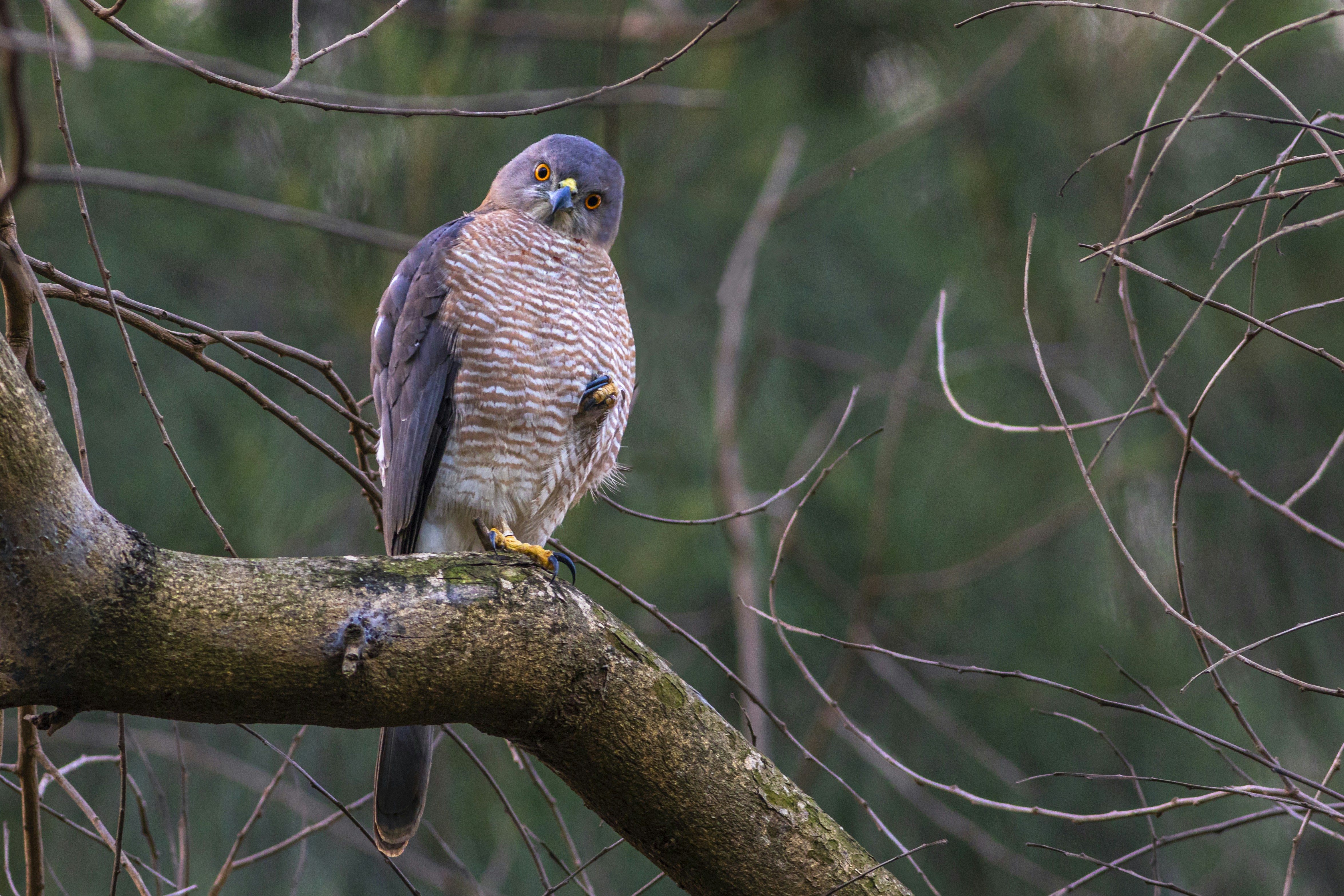 Photo by arvindtelkar