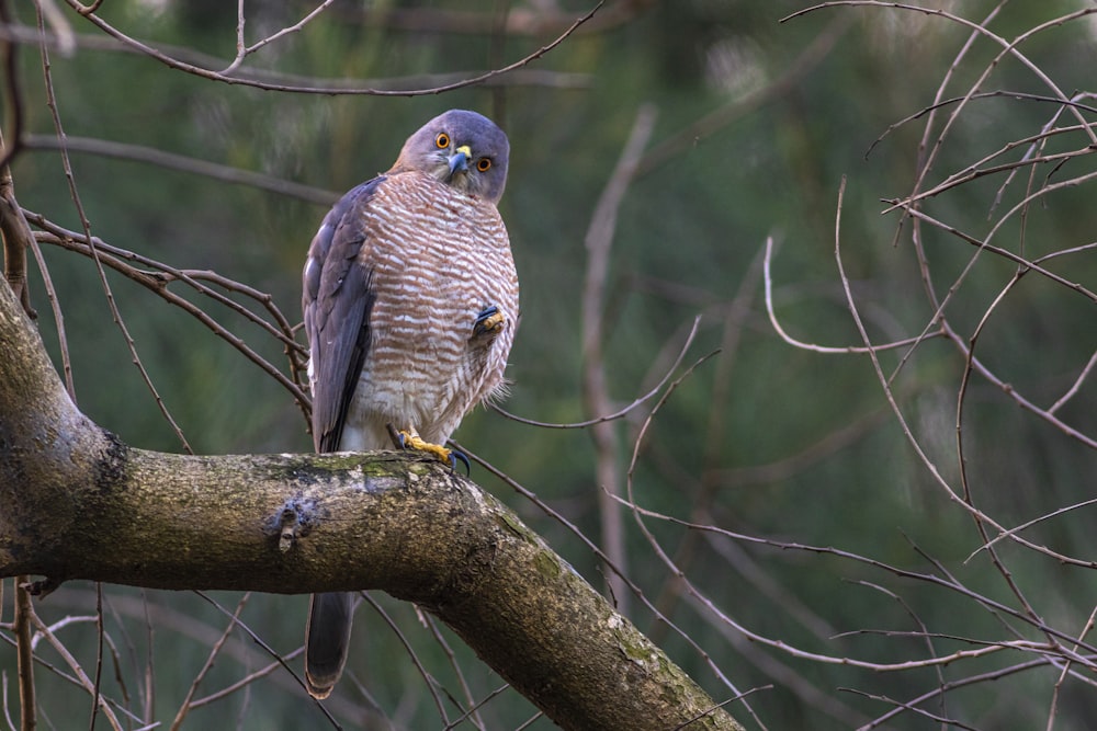 grey and black bird perched on brown tree branch