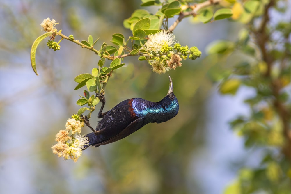 blue and green bird on yellow flower