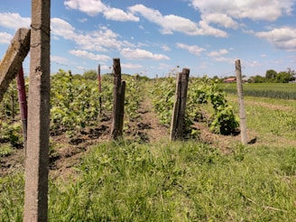 A vineyard with rows of grapevines supported by wooden posts stretches into the distance under a sky dotted with fluffy clouds. The ground is a combination of soil and patches of grass, and a wire fence runs along the posts. In the background, there are green fields and a few trees.