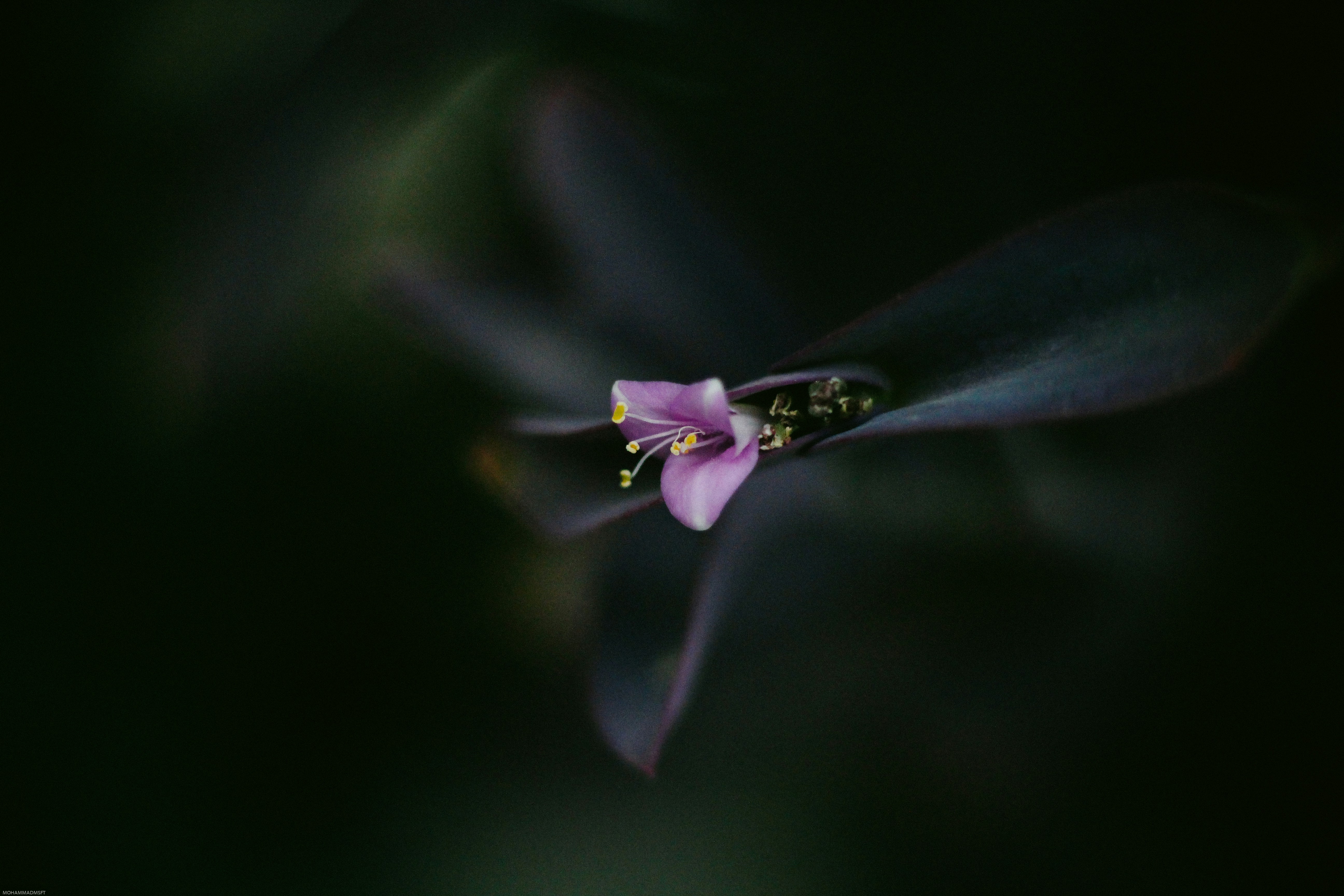 Photo by mohammadmsft