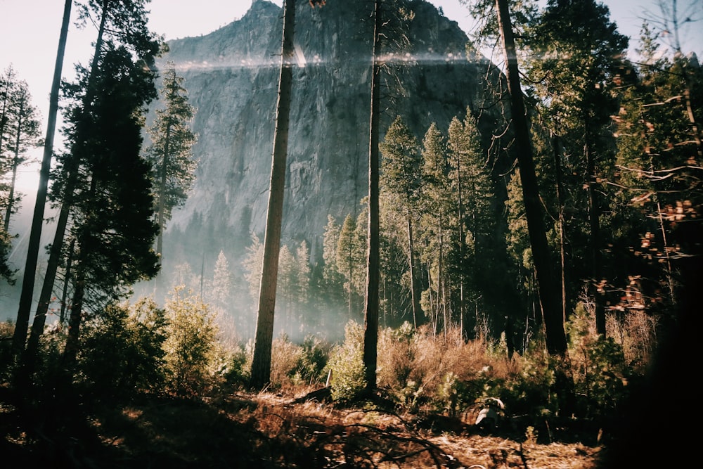 green trees on brown soil