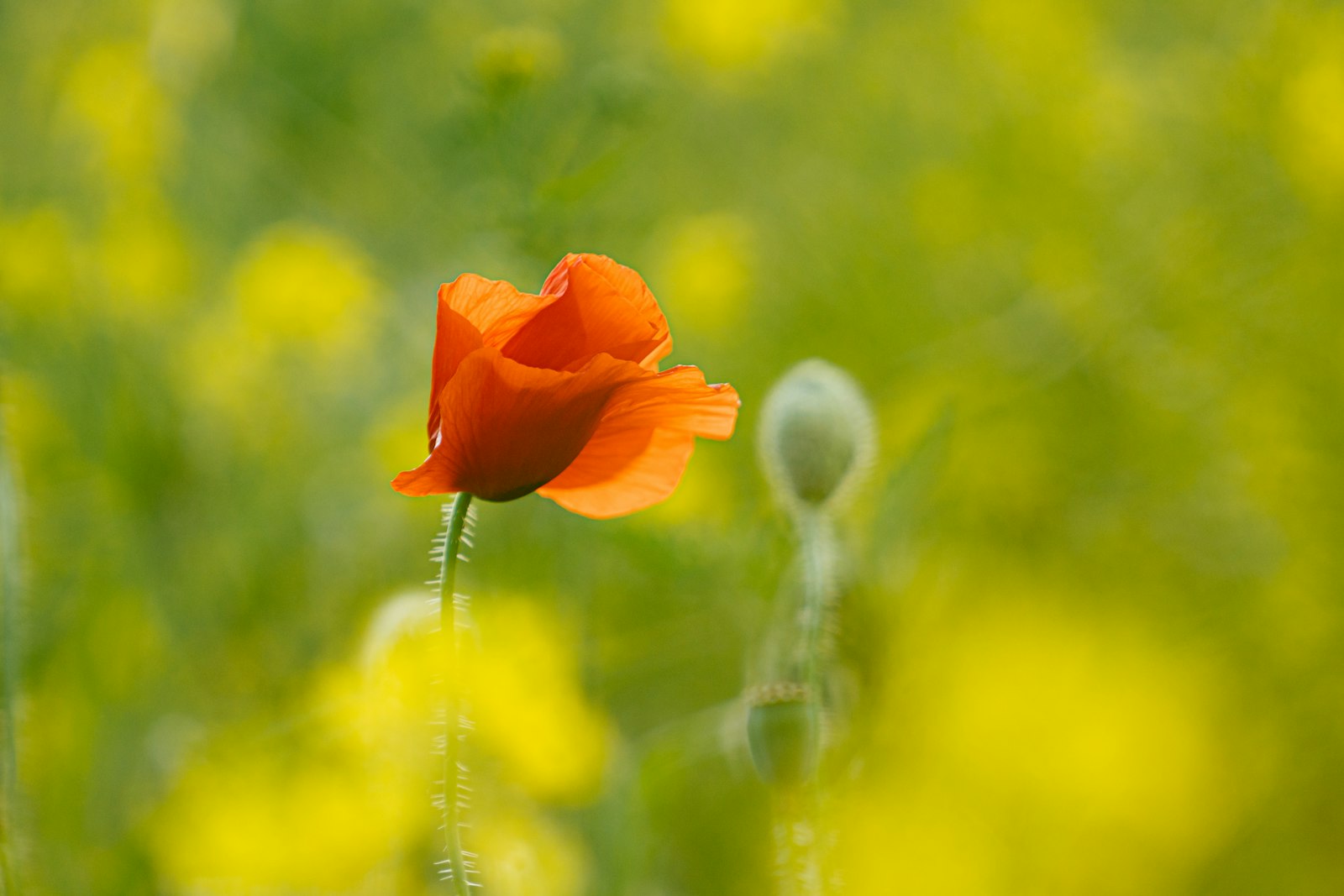 Sony a7R II sample photo. Orange flower in tilt photography