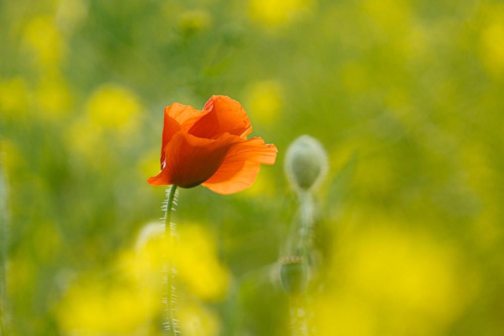 orange flower in tilt shift lens