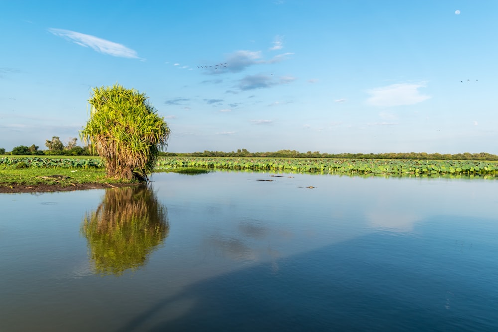 green grass and trees beside river under blue sky during daytime