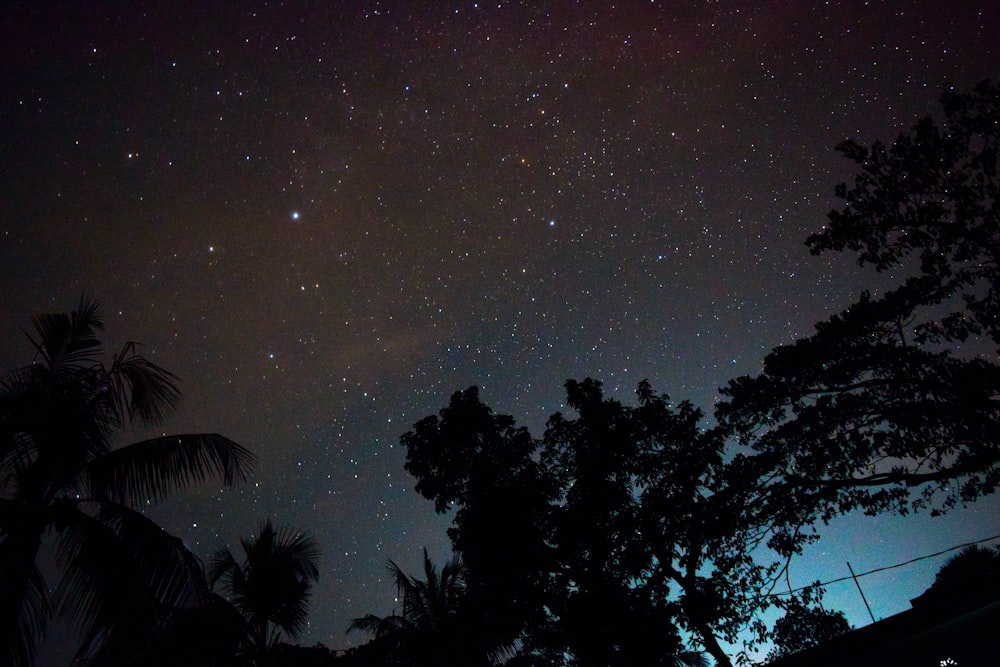 silhouette of trees under starry night