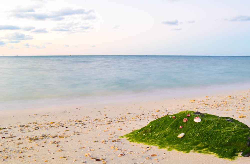 green moss on brown sand near sea during daytime