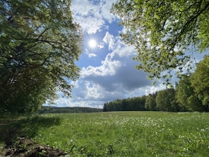 Sunny Forest Fun