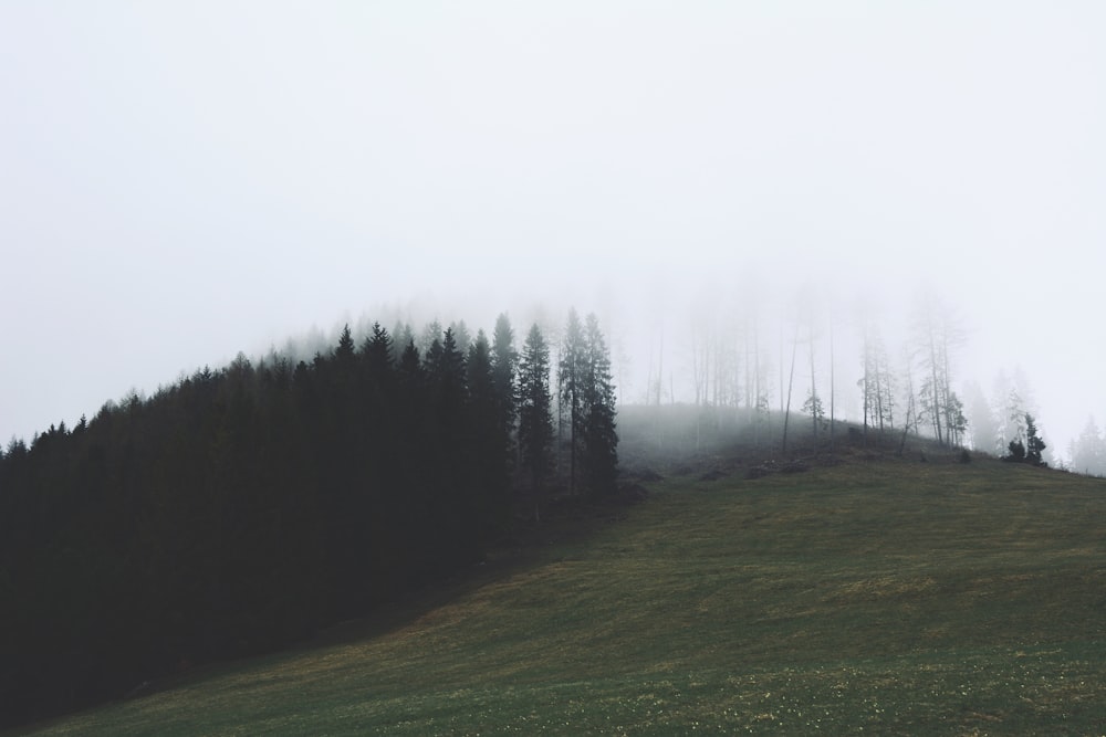 a grassy hill with trees on top of it