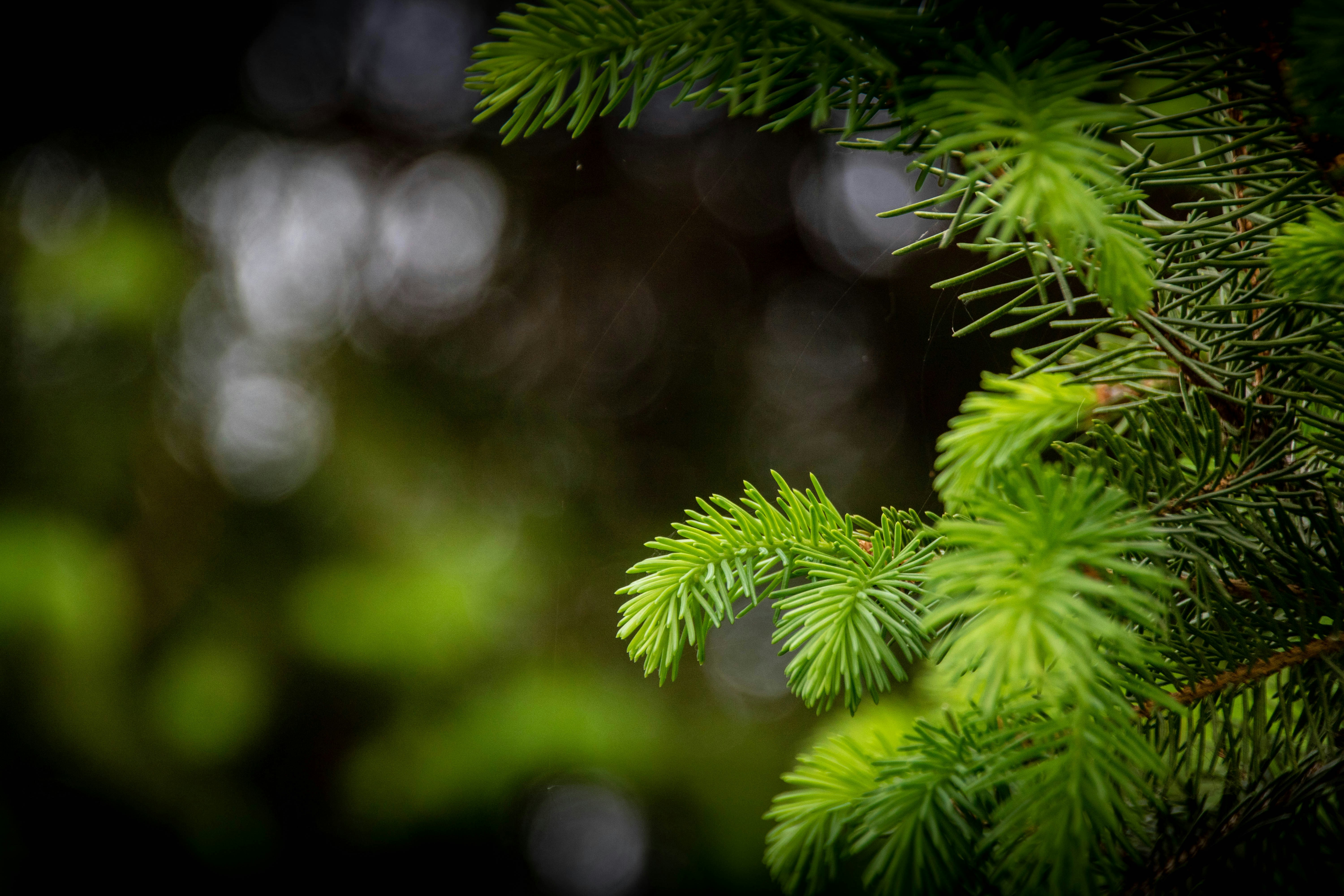 Photo by ovidiugruescu