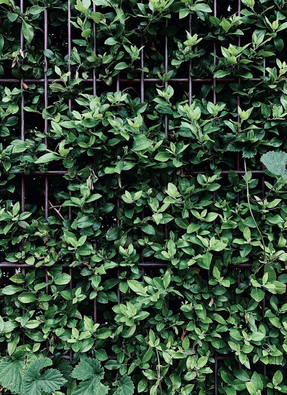 green leaves on gray metal fence