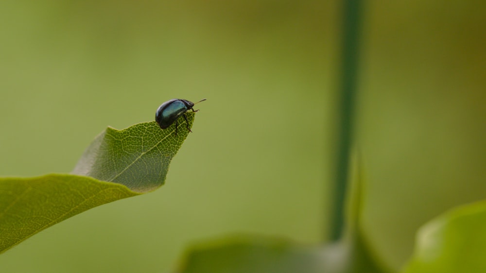 昼間のクローズアップ写真で緑の葉にとまる黒いカブトムシ