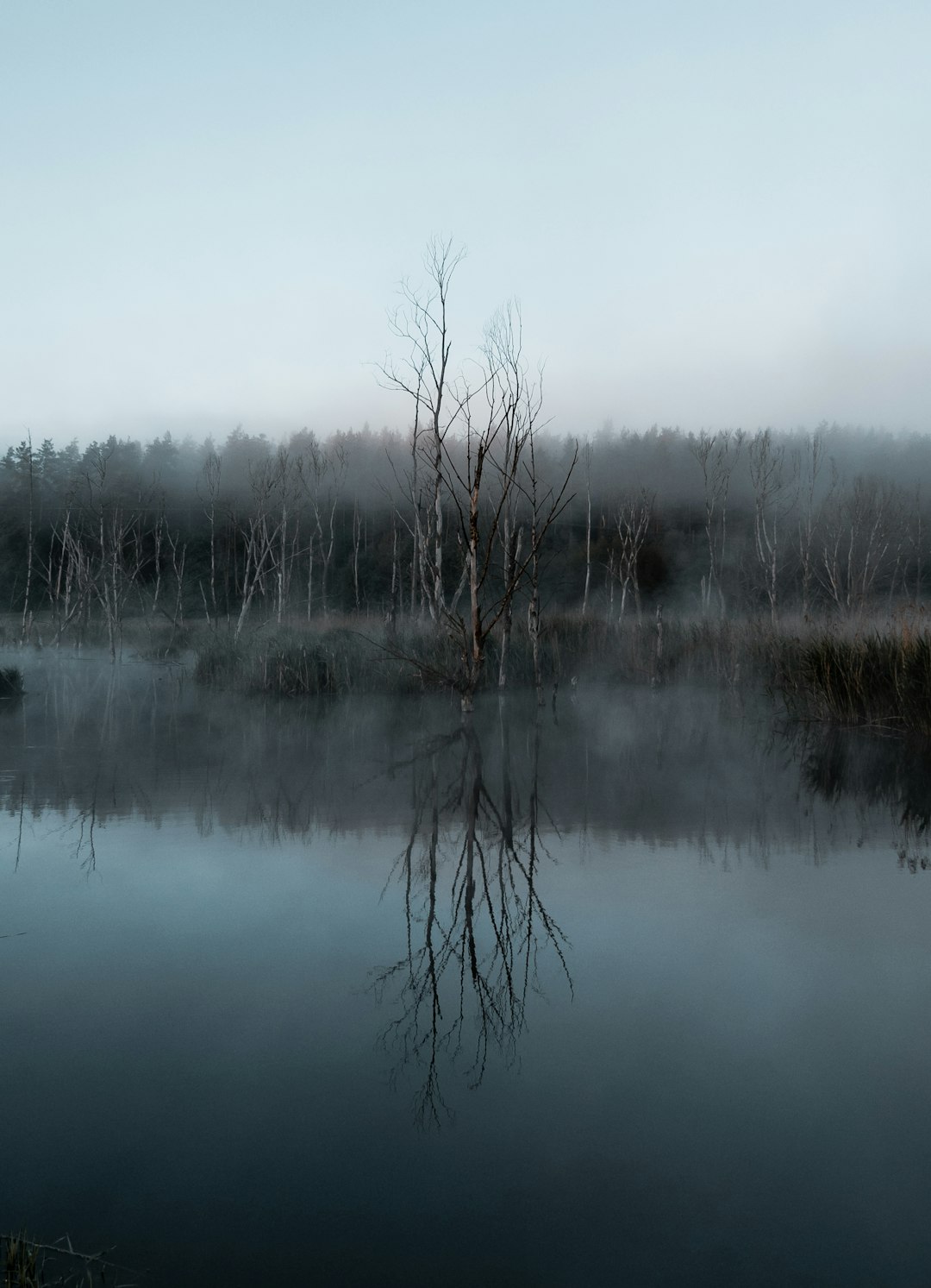 brown leafless trees on lake