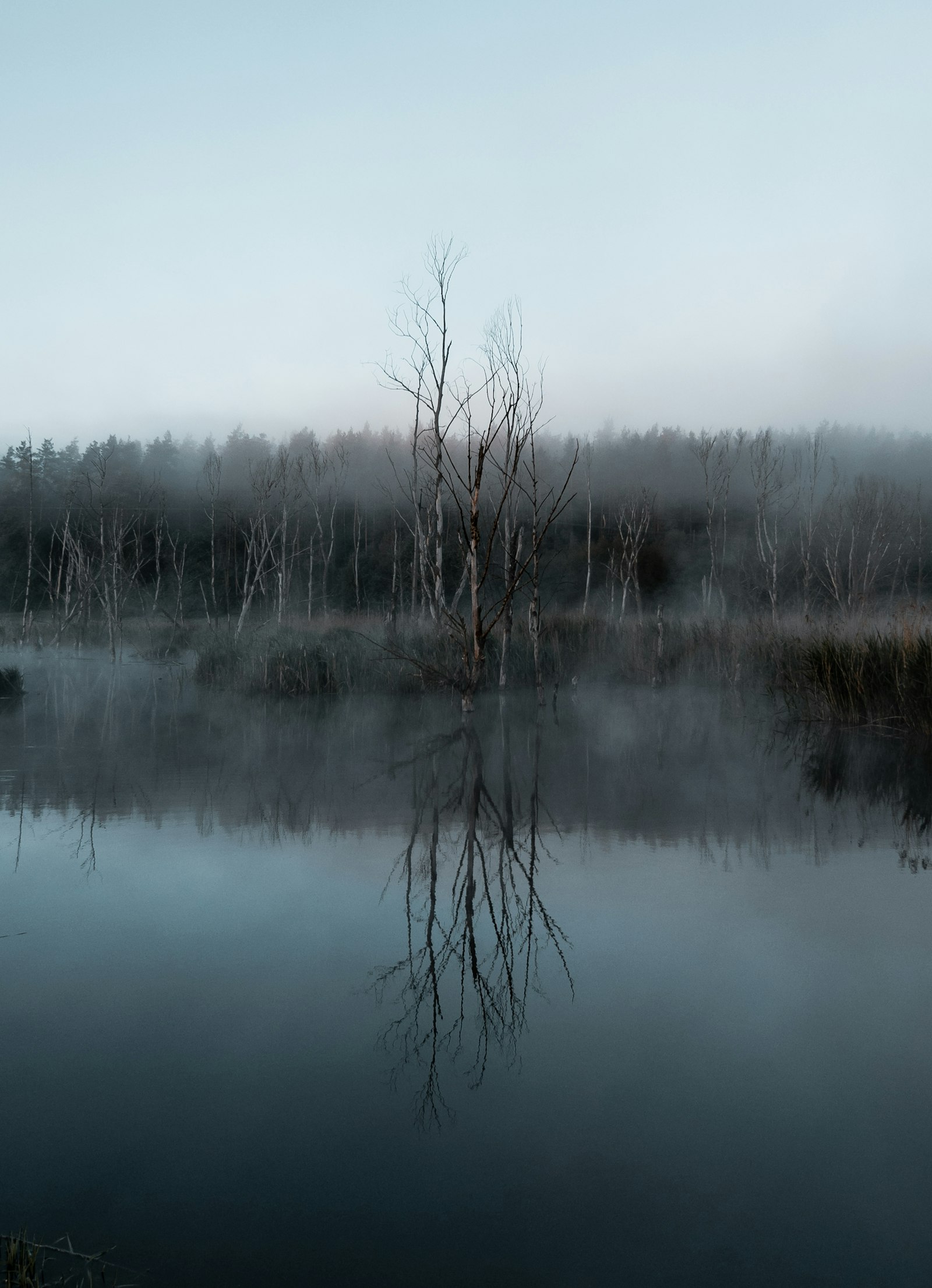 Nikon D610 + Tokina AT-X Pro 12-24mm F4 (IF) DX sample photo. Brown leafless trees on photography