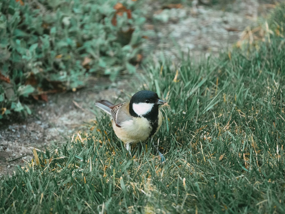 black and white bird on green grass during daytime