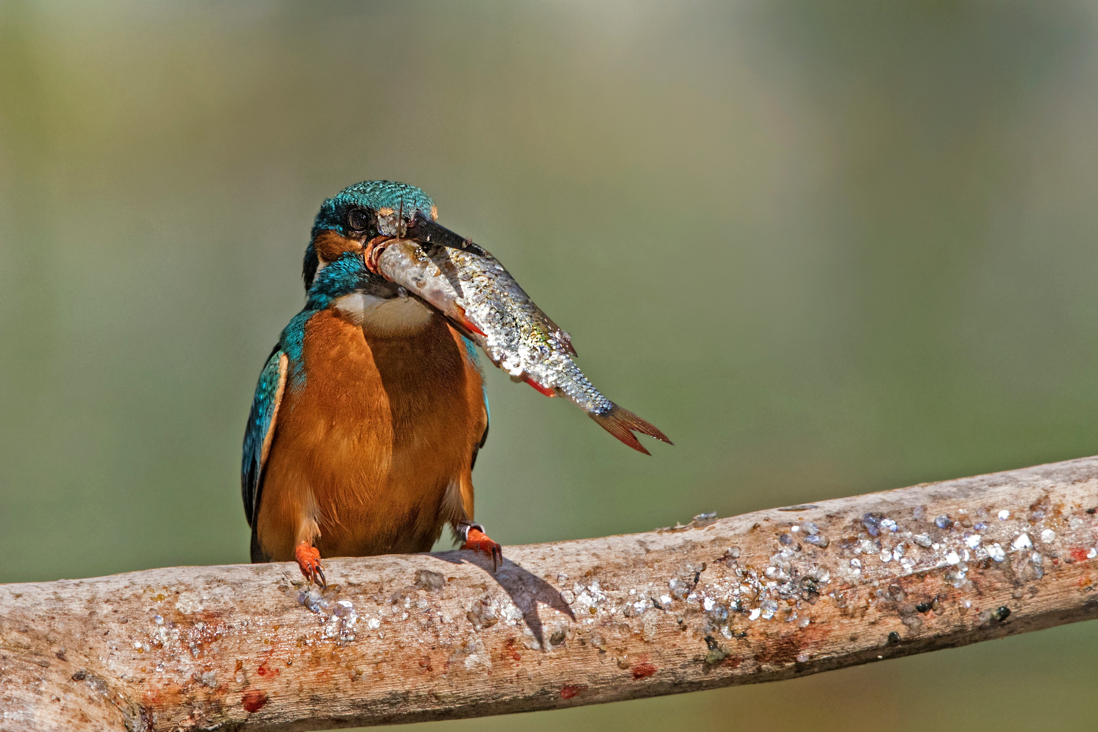 blue and brown bird on brown tree branch