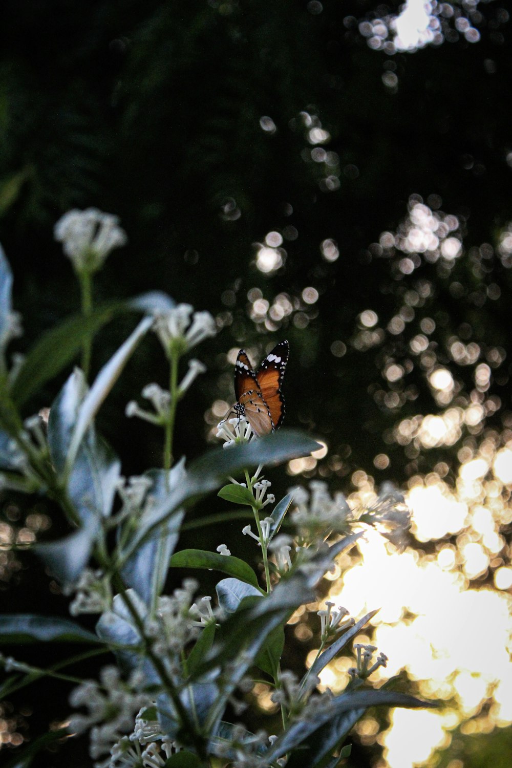 orange and black butterfly perched on green plant during daytime