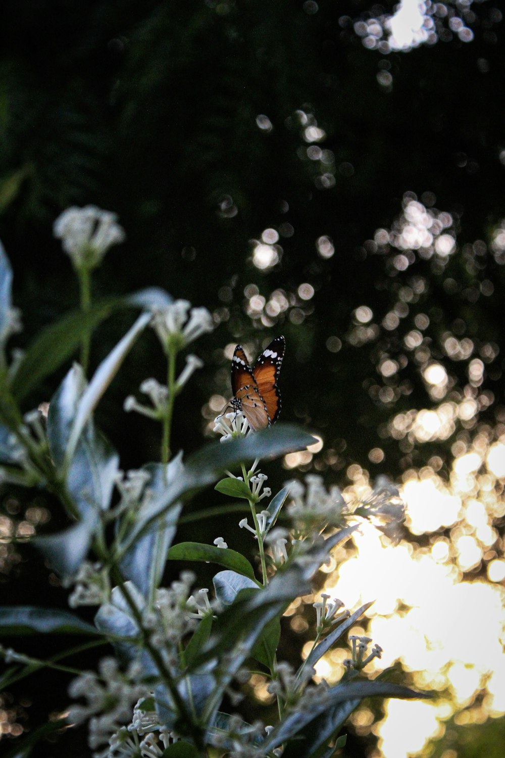 Mariposa naranja y negra posada en una planta verde durante el día