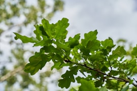 green maple leaf in close up photography