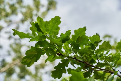 green maple leaf in close up photography