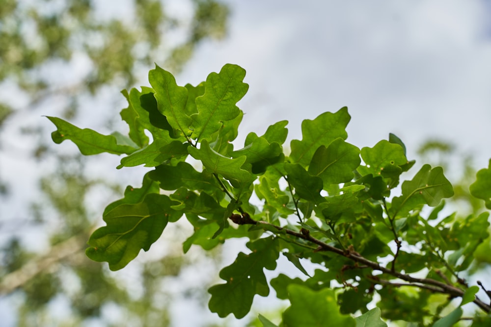 클로즈업 사진의 녹색 단풍잎