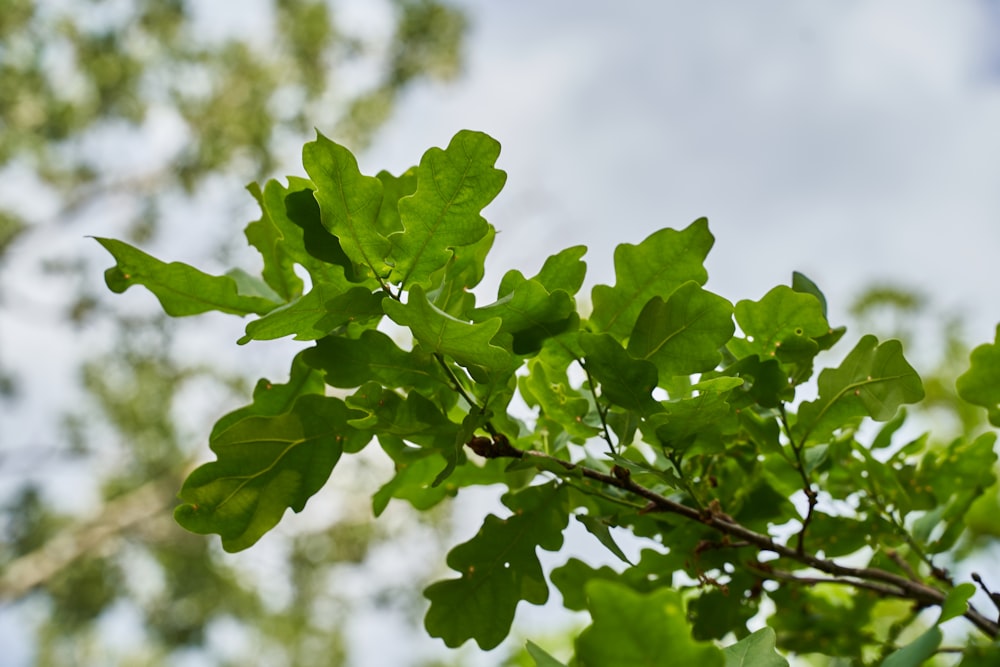 green maple leaf in close up photography