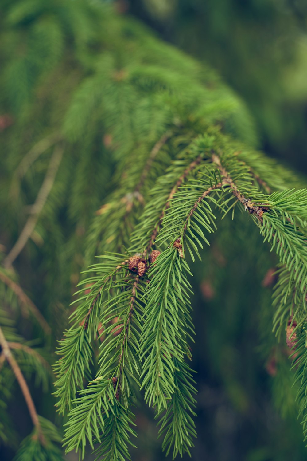 green fern plant in close up photography