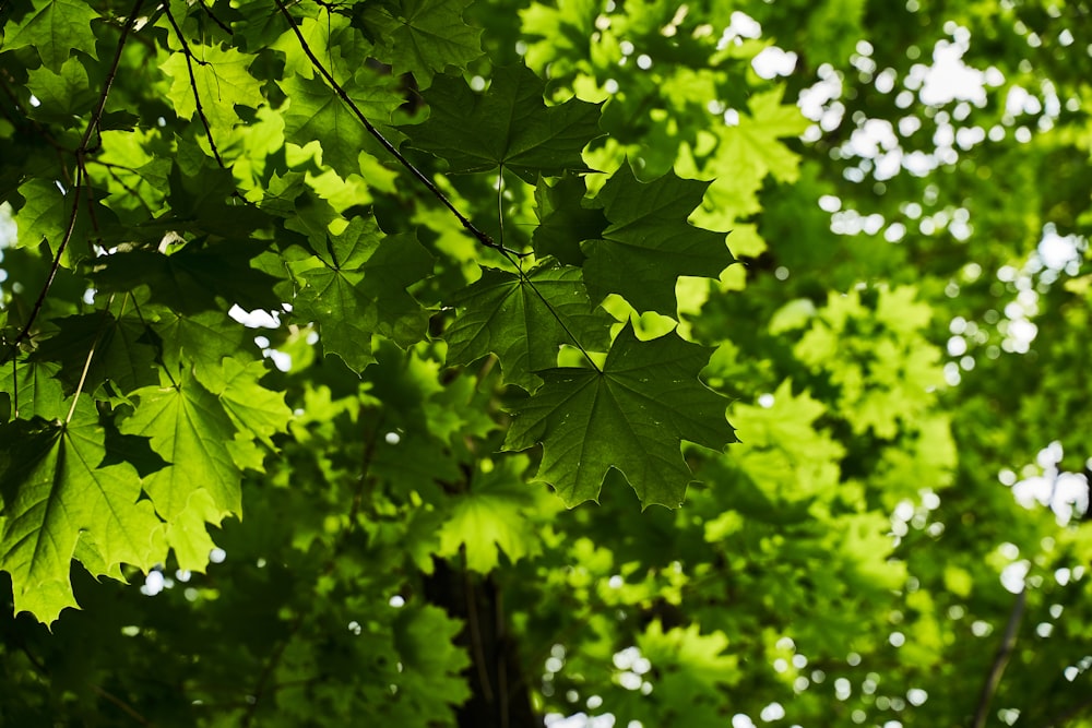 green leaves on tree branch