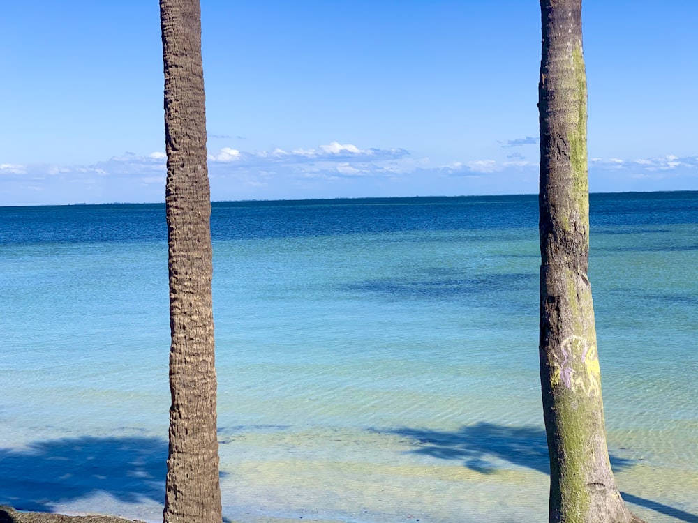 brown tree trunk on blue sea during daytime