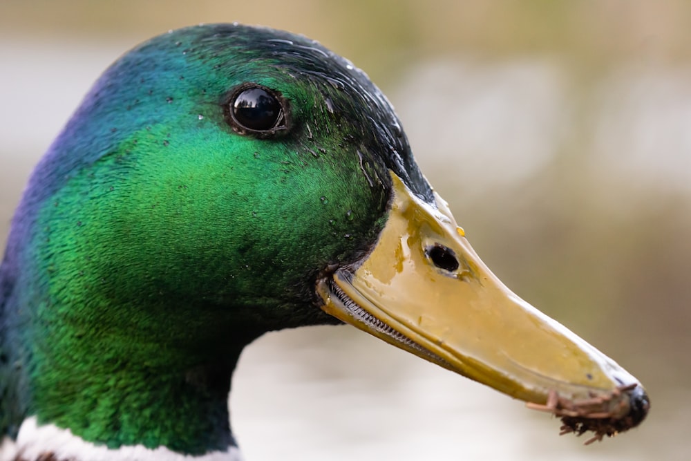 green and brown mallard duck