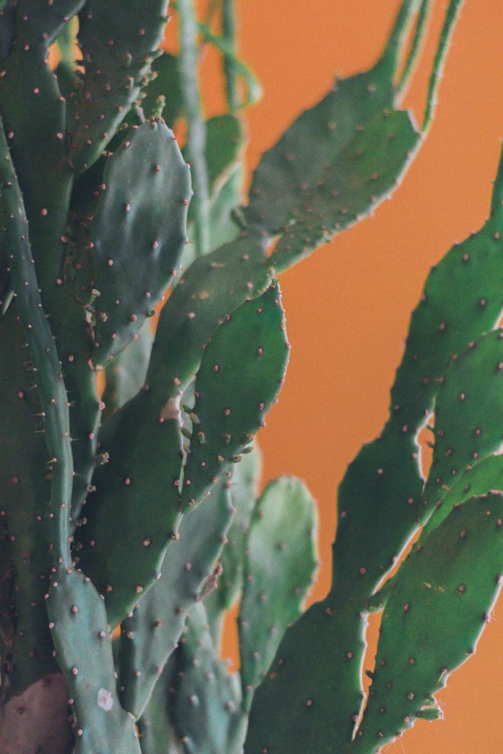 water droplets on green leaf