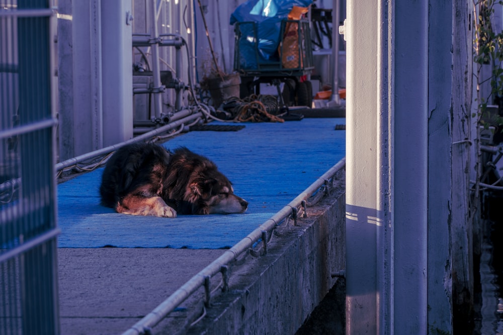 black and brown long coated dog lying on blue floor