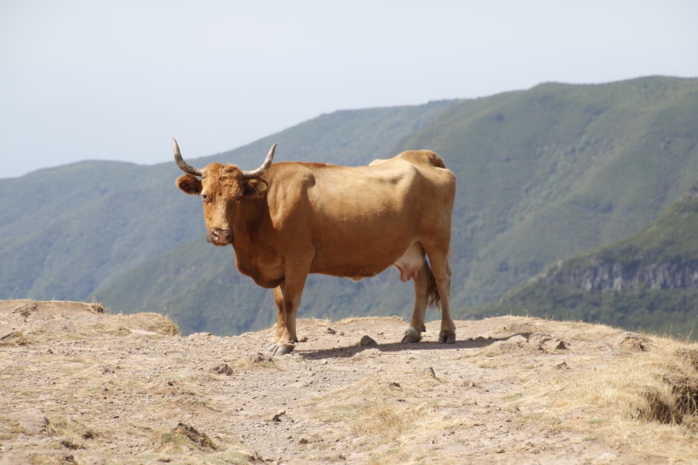 Vaca marrón en campo marrón durante el día