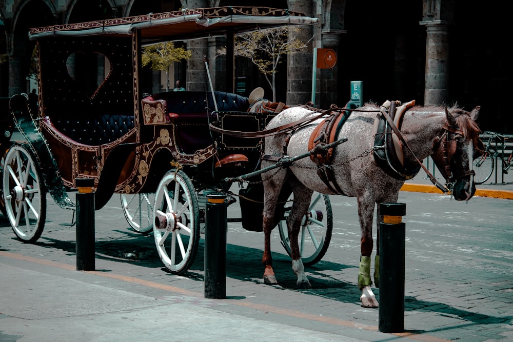 Caballo negro con carruaje de madera marrón en el camino durante el día