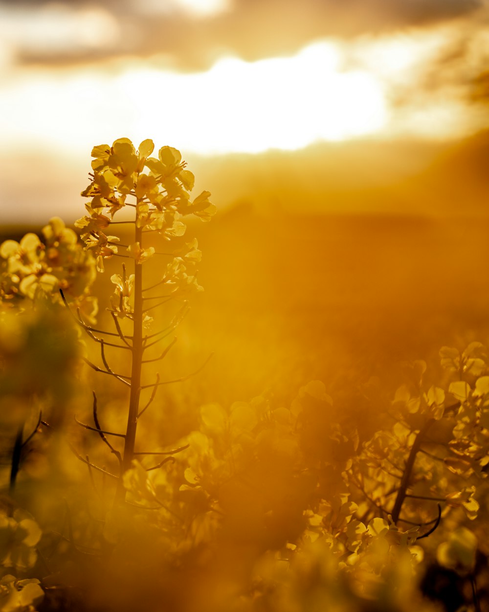 yellow flower in close up photography during daytime