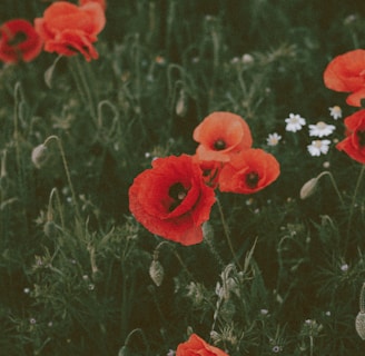 red flowers on green grass