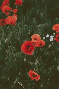 A field filled with bright red poppies among green foliage, with a few small white flowers peeking through. The texture of the image has a slightly grainy, vintage look.