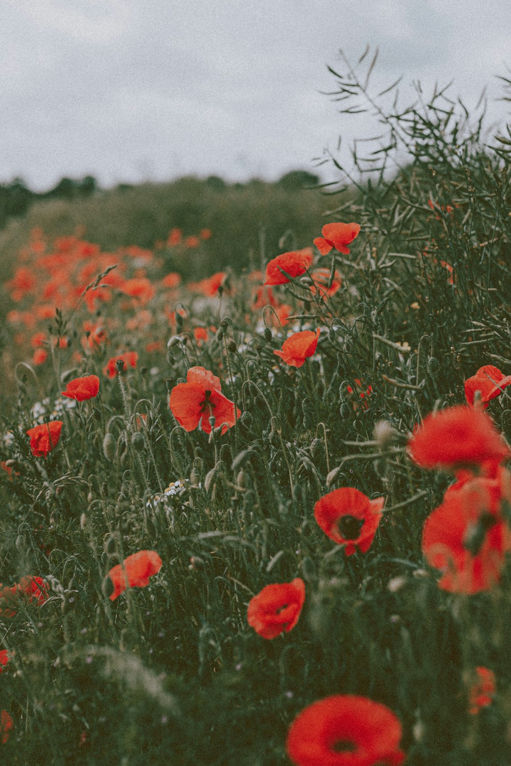 red flowers in the field