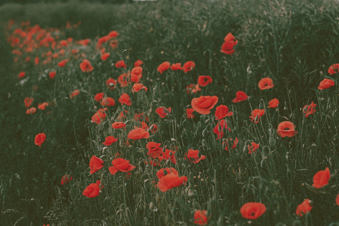 red flowers on green grass field during daytime