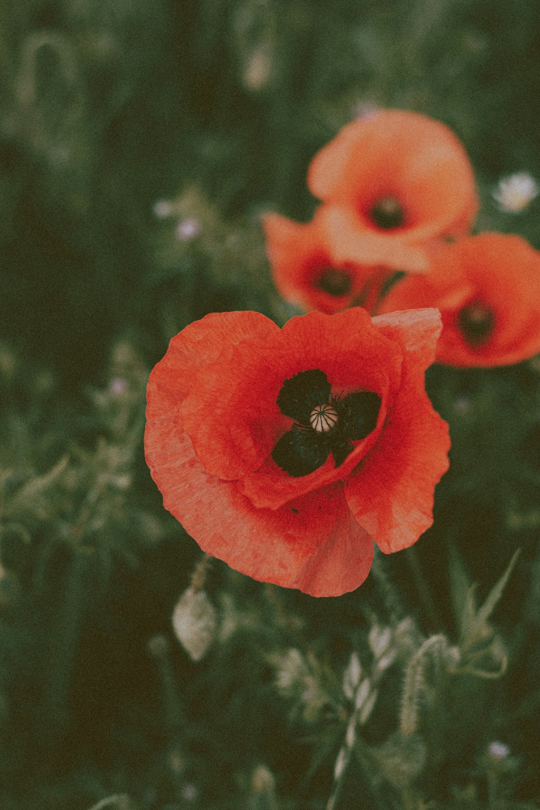 red flower in tilt shift lens