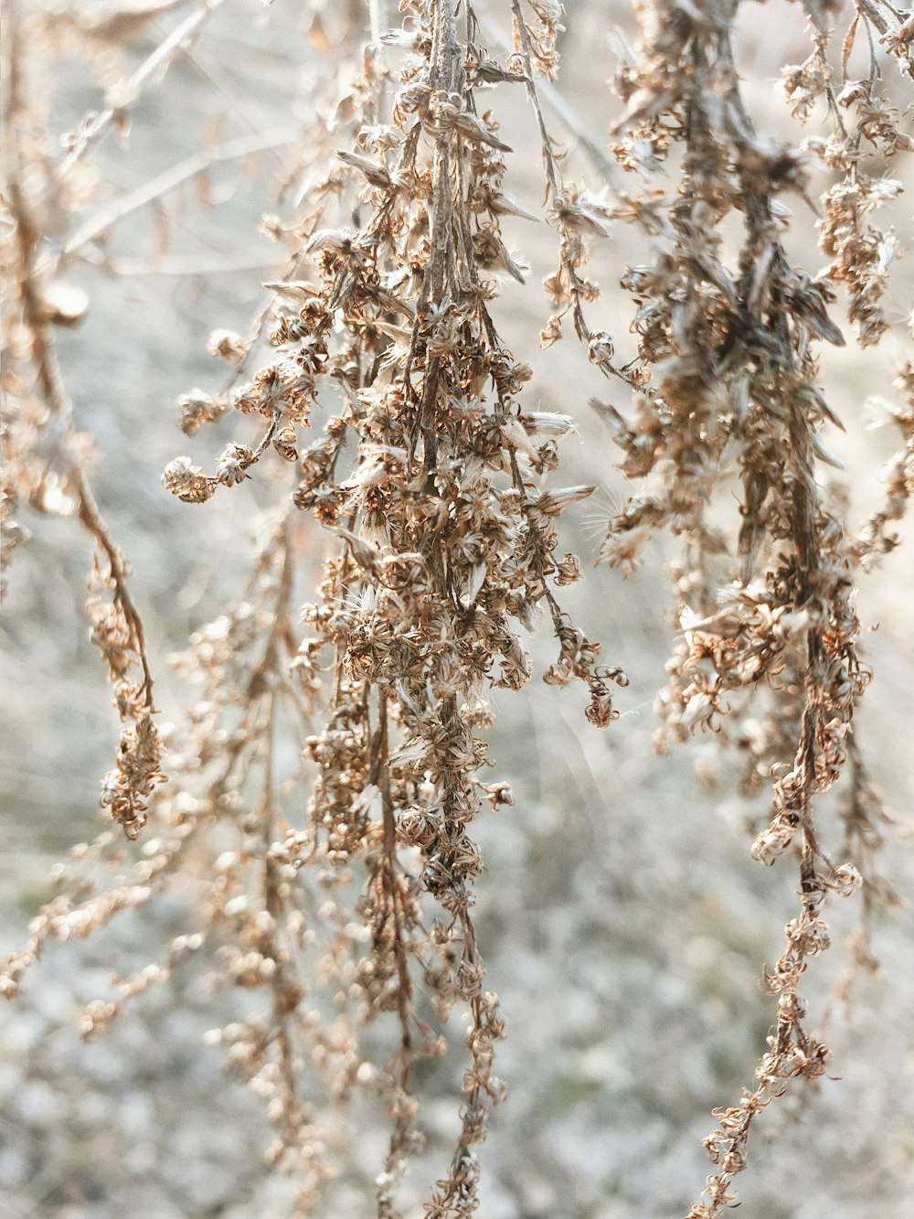 brown plant in close up photography