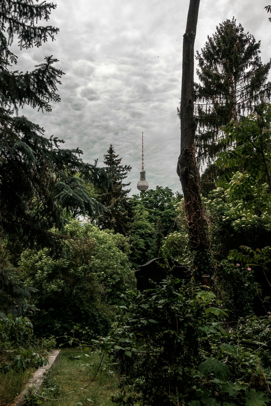 green trees under white clouds during daytime