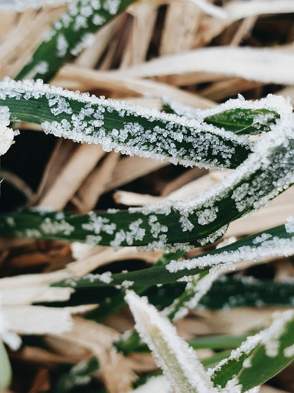 green and white plant covered with snow