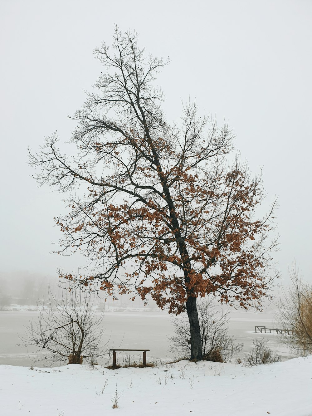 brown tree on snow covered ground during daytime