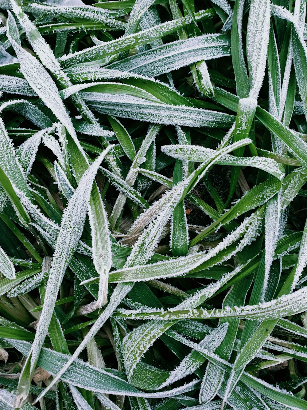 green and white plant leaves