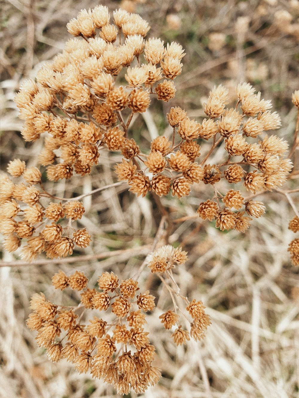 brown flowers in tilt shift lens